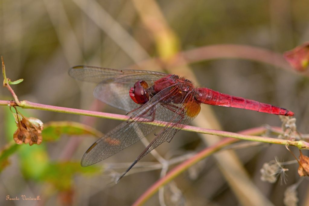 Crocothemis erythraea♀, Crocothemis erythraea♂ e Orthetrum cancellatum♂